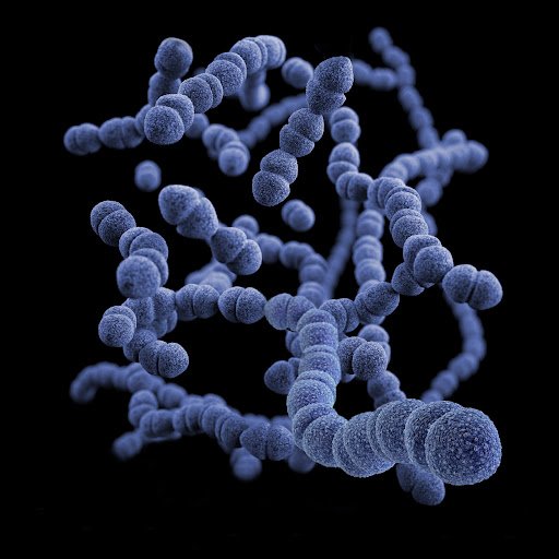 Bactérias do gênero Streptococcus. (Fonte: CDC/Unsplash/Reprodução)