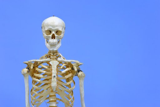 Os 206 ossos humanos são fundamentais para a sustentação e a proteção dos órgãos. (Fonte: AgnTech/Shutterstock/Reprodução)