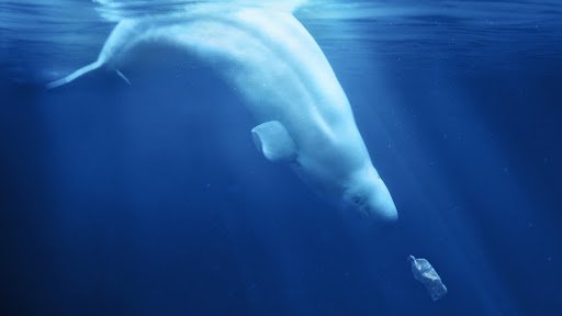 Mais de 6 milhões de toneladas de plástico são introduzidas nos oceanos por ano. (Fonte: Plastic Oceans/Reprodução)