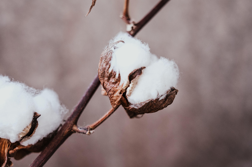 98% das fibras do algodão são compostas de celulose. (Fonte: Pexels/Reprodução)
