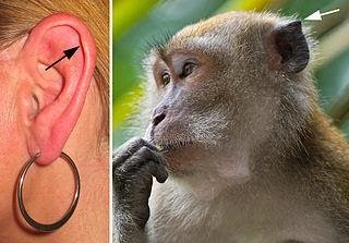 Músculos da orelha humana perderam a capacidade de virar, o pescoço, por outro lado, ganhou maior articulação. (Fonte: Wikimedia Commons/Reprodução)