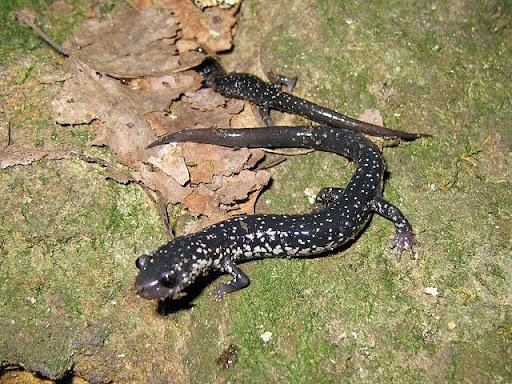 Espécie de salamandra (Plethodon glutinosus) que realiza apenas respiração cutânea.(Fonte: Wikimedia Commons/Reprodução)