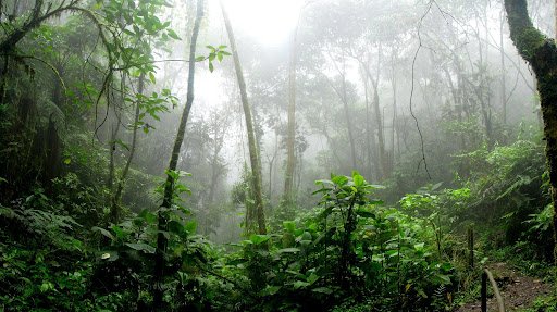 Floresta Amazônica, a maior floresta tropical do mundo. (Fonte: Pexels/Reprodução)