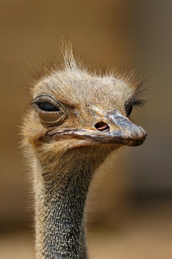 Algumas aves, como o avestruz, não podem voar e parecem ressentir o fato. (Fonte: Pexels/Rprodução)